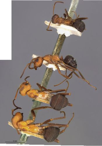 Media type: image;   Entomology 8884 Aspect: halb